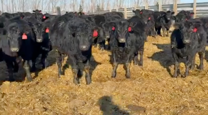 Bangs Vaccinated, Home Raised, No brands, 650 – 700 lbs!-BS116A6